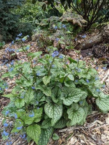 Brunnera Macrophylla Alexander S Great - View 9 from www redcrocus com