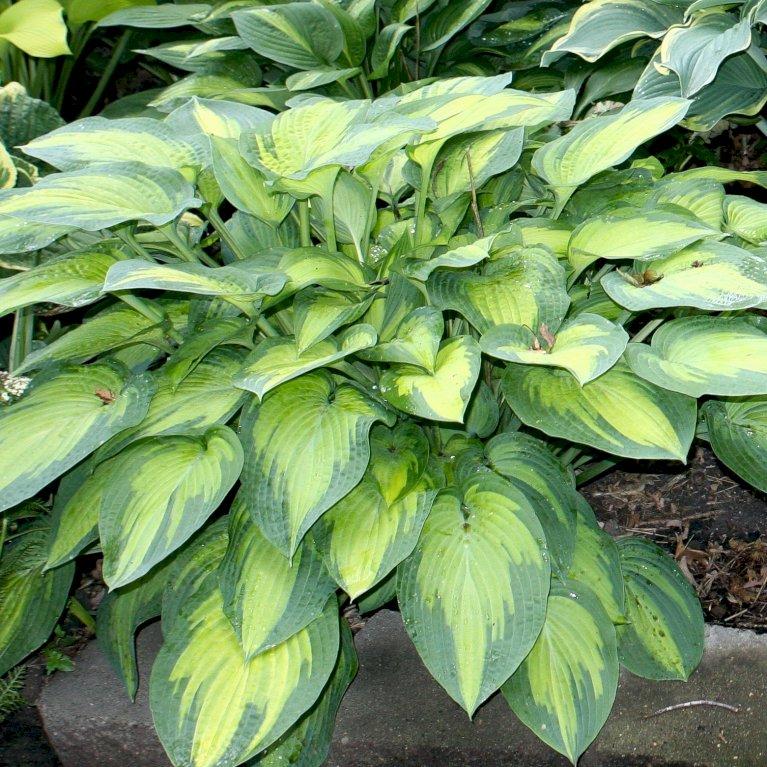 Hosta X Paradigm 12 1721631b C253 40d4 9a4b 3ef22d5c338c from www redcrocus com