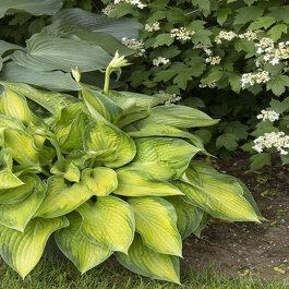 Hosta X Paradigm 14 0f354d60 Bc83 4b67 8fab 301e40cdd3bf from www redcrocus com
