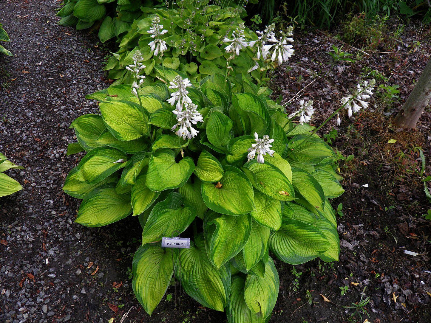 Hosta X Paradigm 15 20df742a 5021 4f7c 93fa 6fd6bf0c742c from www redcrocus com