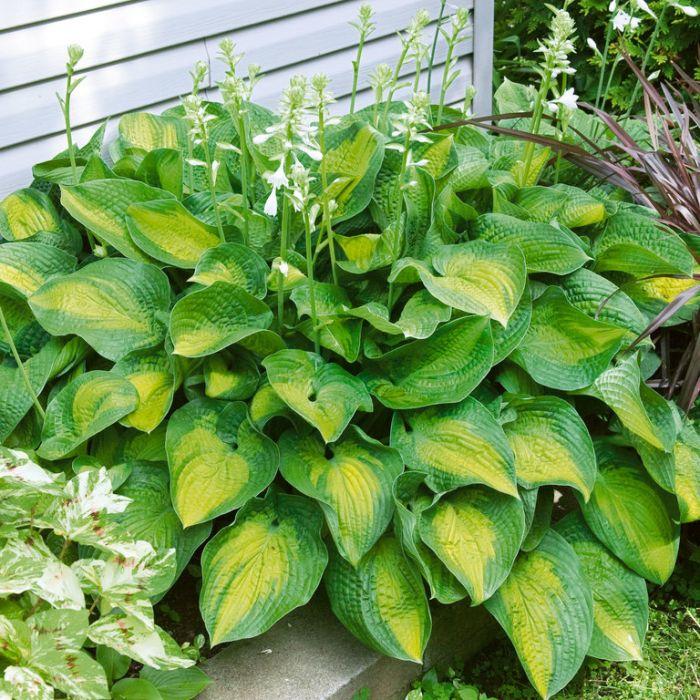 Hosta X Paradigm 19 Dd790847 7e14 4ee3 8467 6752c8887a94 from www redcrocus com