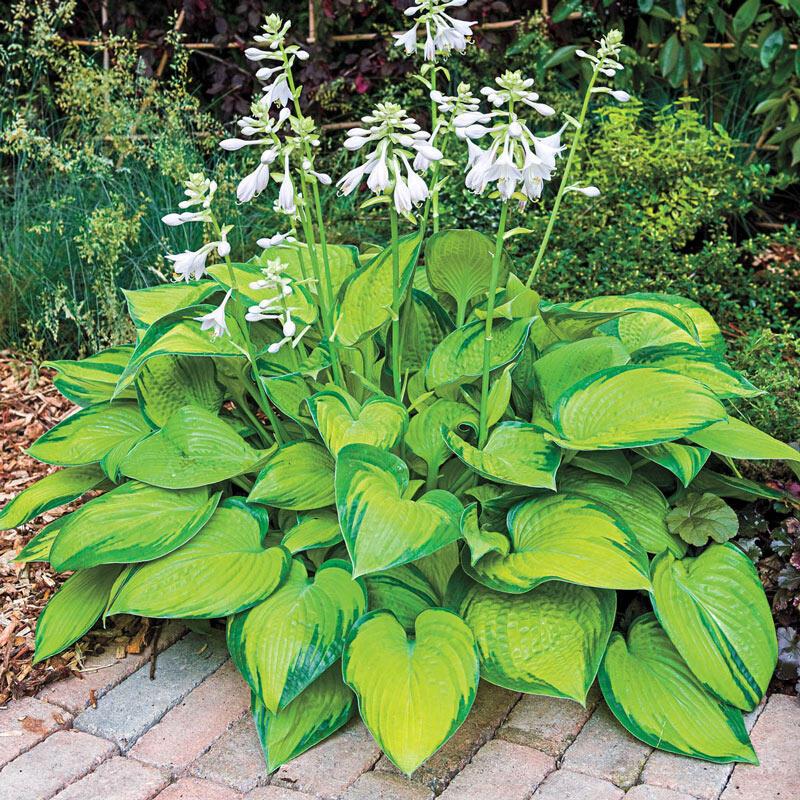 Hosta X Paradigm 1 53feed15 58a6 4def 9518 28d7d4edb62e from www redcrocus com