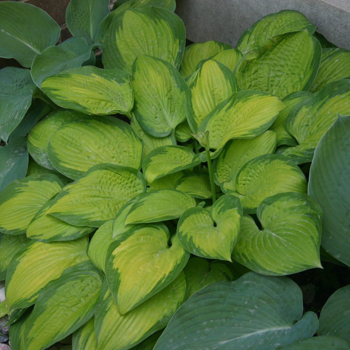 Hosta X Paradigm 3 F40a2cb1 8964 4361 B0ca 8b04573df7f4 from www redcrocus com