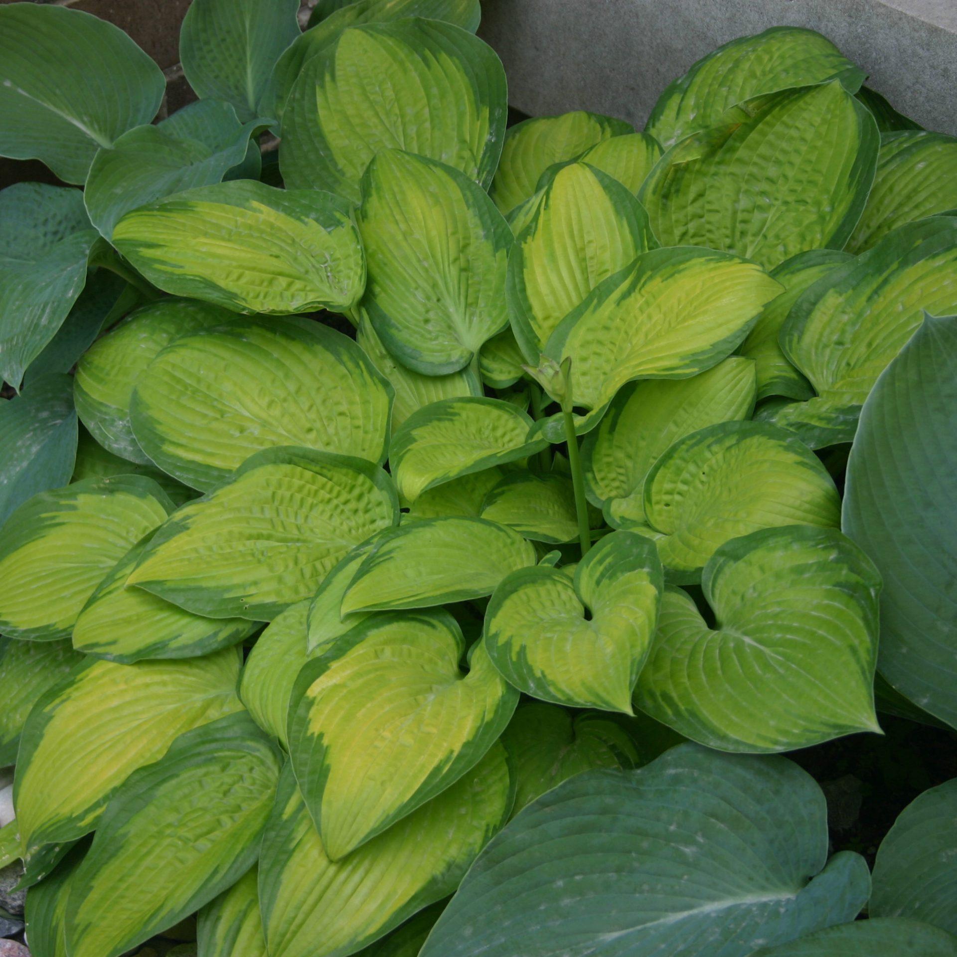 Hosta X Paradigm 3 F40a2cb1 8964 4361 B0ca 8b04573df7f4 from www redcrocus com