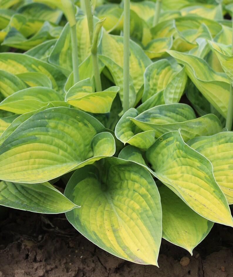 Hosta X Paradigm 8 8bfffaa3 Edfa 4055 B1ca Df93c41c3e56 from www redcrocus com