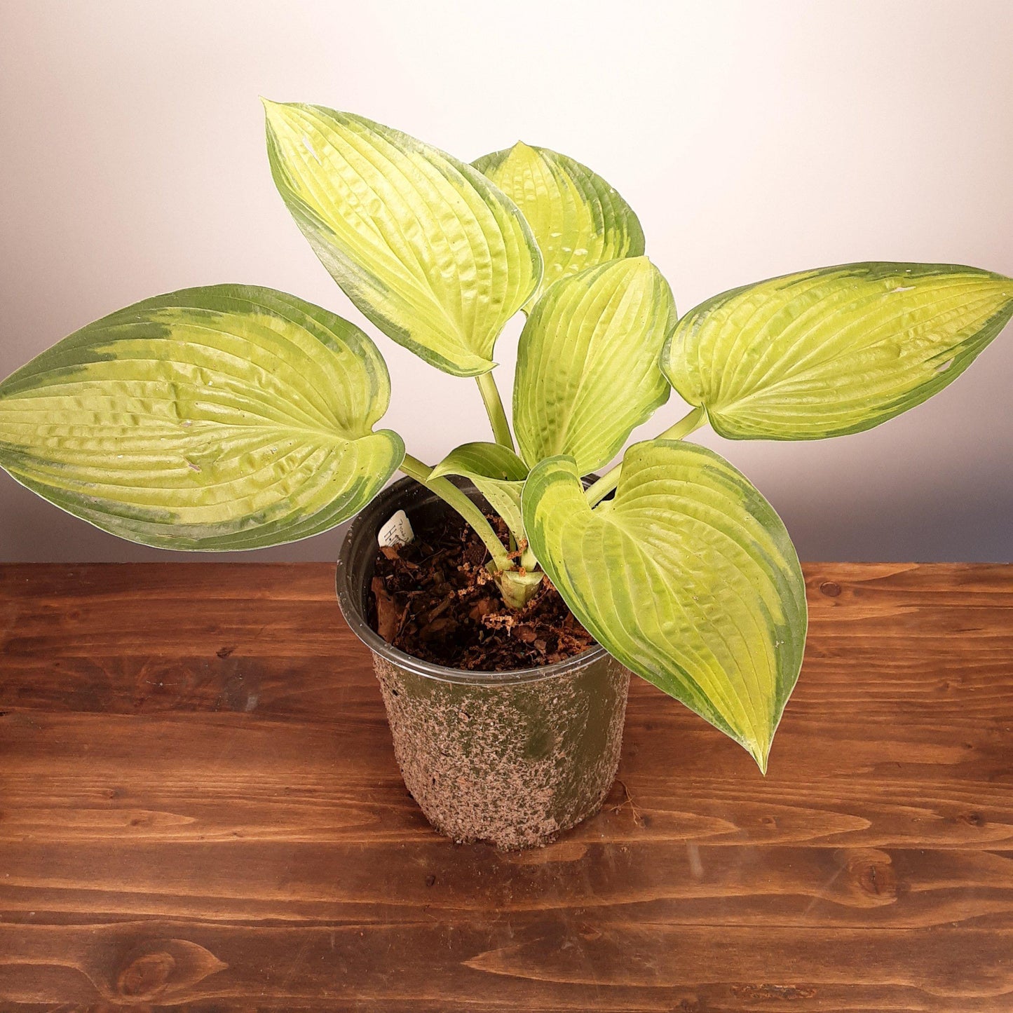 Hosta X 27paradigm 27 17 0e805d64 3f8a 44e3 9c21 415c80773d63 from www redcrocus com