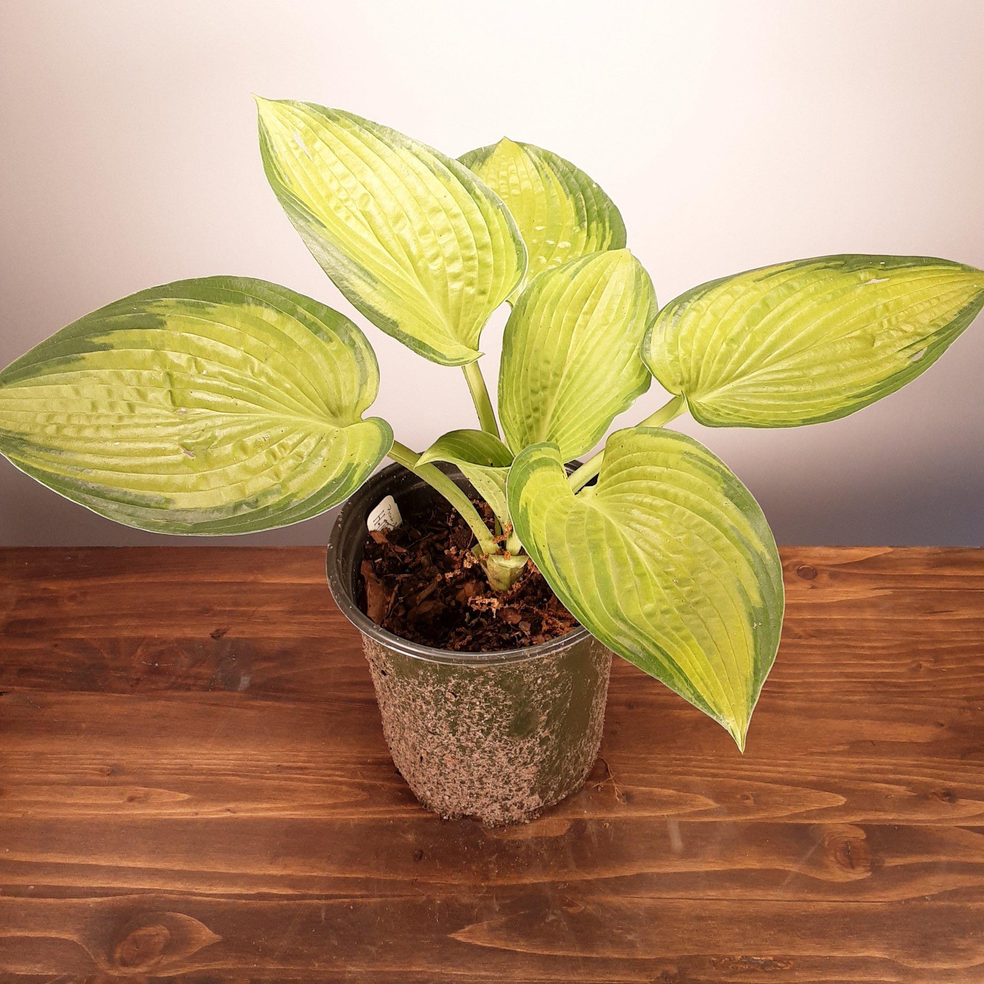 Hosta X 27paradigm 27 17 0e805d64 3f8a 44e3 9c21 415c80773d63 from www redcrocus com