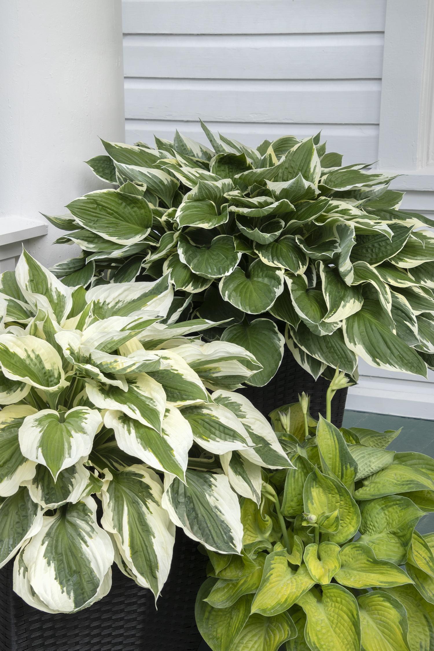 Hosta X 27paradigm 27 18 Beb3e3f1 4263 45f0 B7b6 5cc3307c9be9 from www redcrocus com