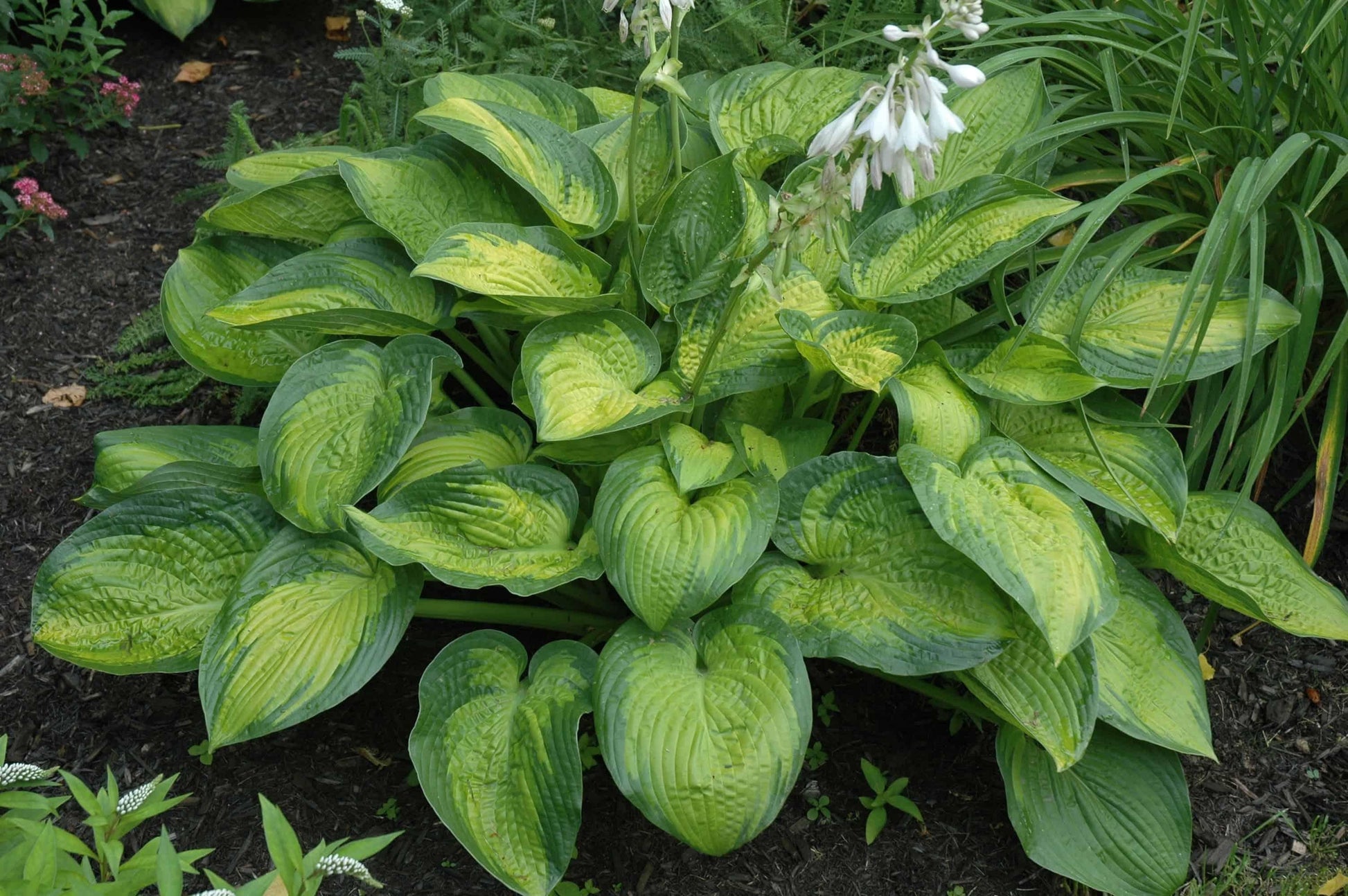 Hosta X 27paradigm 27 2 66424a5b 46fa 4014 Be95 A9dc1fe03765 from www redcrocus com