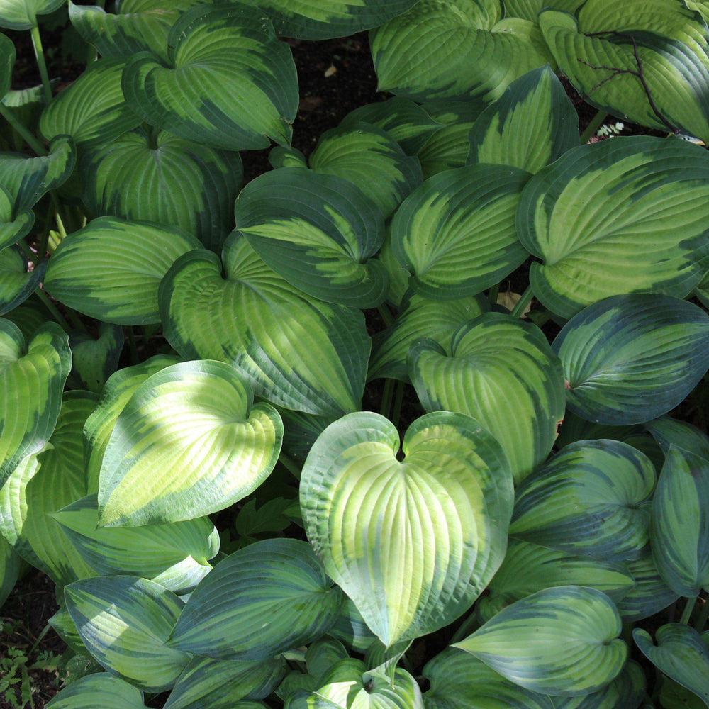 Hosta X 27paradigm 27 4 9a4fc687 3e1b 4405 8550 Ecffb4f5087f from www redcrocus com