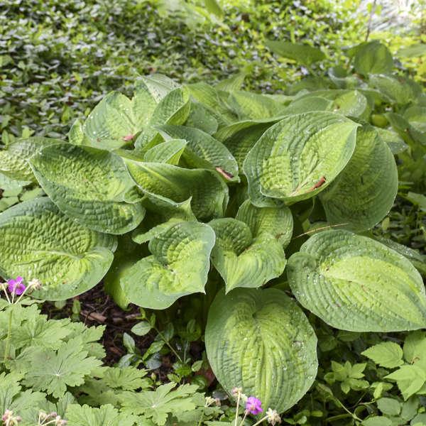 Hosta X 27paradigm 27 7 19414dc7 2808 47d1 A83e C312b9f5a5ec from www redcrocus com