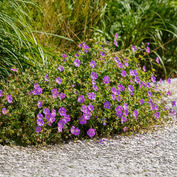 Geranium X 'rozanne' - View 12 from www redcrocus com