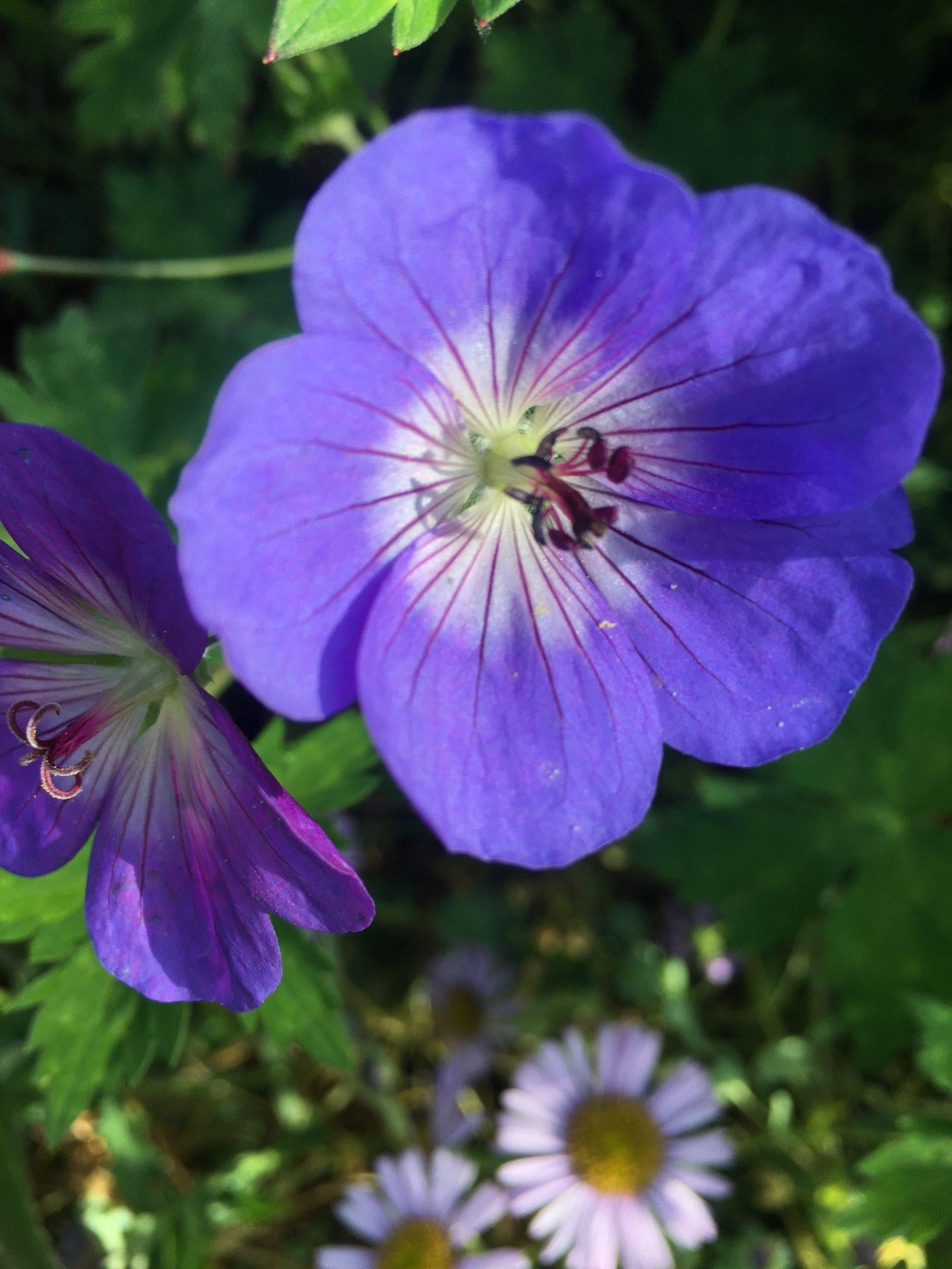 Geranium X 'rozanne' - View 12 from www redcrocus com