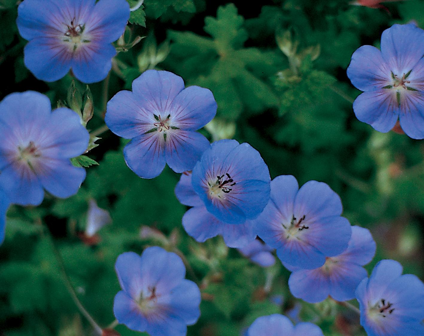 Geranium X 'rozanne' - View 13 from www redcrocus com