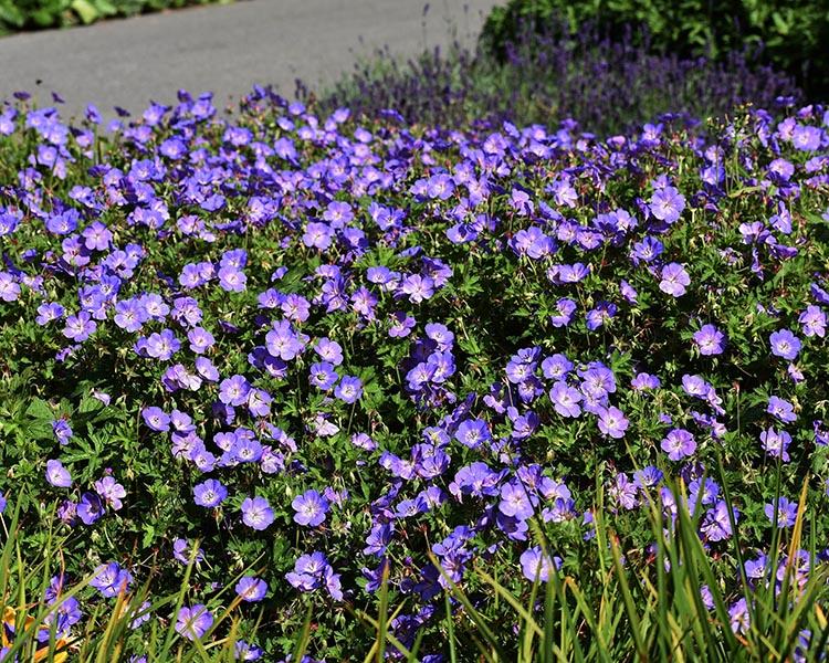 Geranium X 'rozanne' - View 15 from www redcrocus com