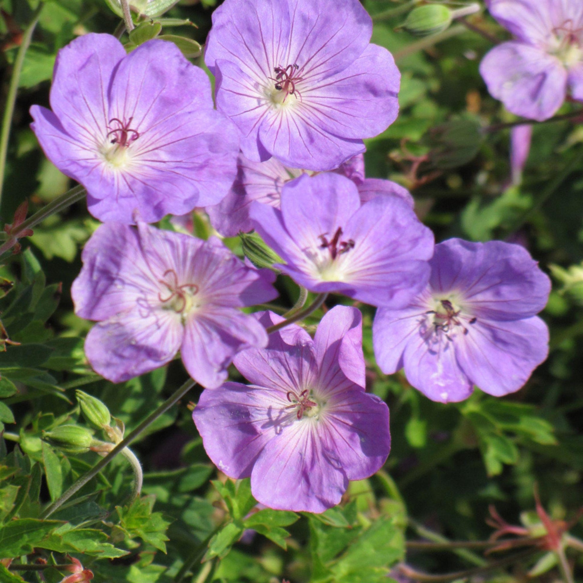 Geranium X 'rozanne' - View 18 from www redcrocus com