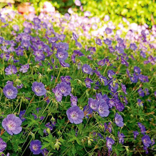 Geranium X 'rozanne' - View 1 from www redcrocus com