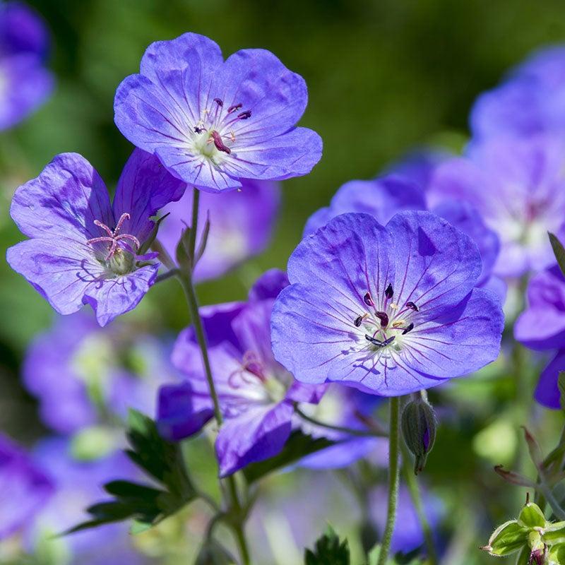 Geranium X 'rozanne' - View 4 from www redcrocus com