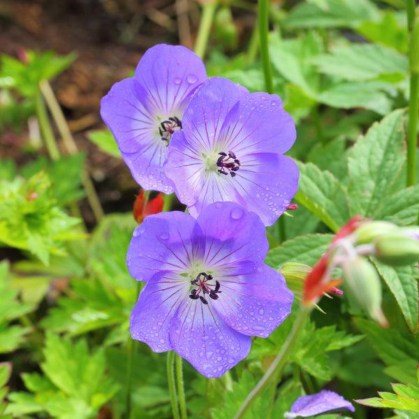 Geranium X 'rozanne' - View 6 from www redcrocus com