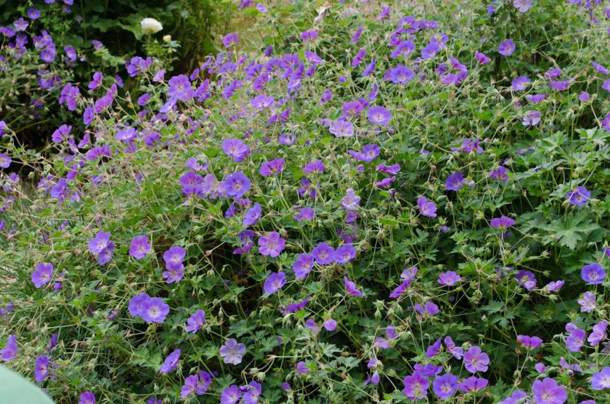 Geranium X 'rozanne' - View 7 from www redcrocus com