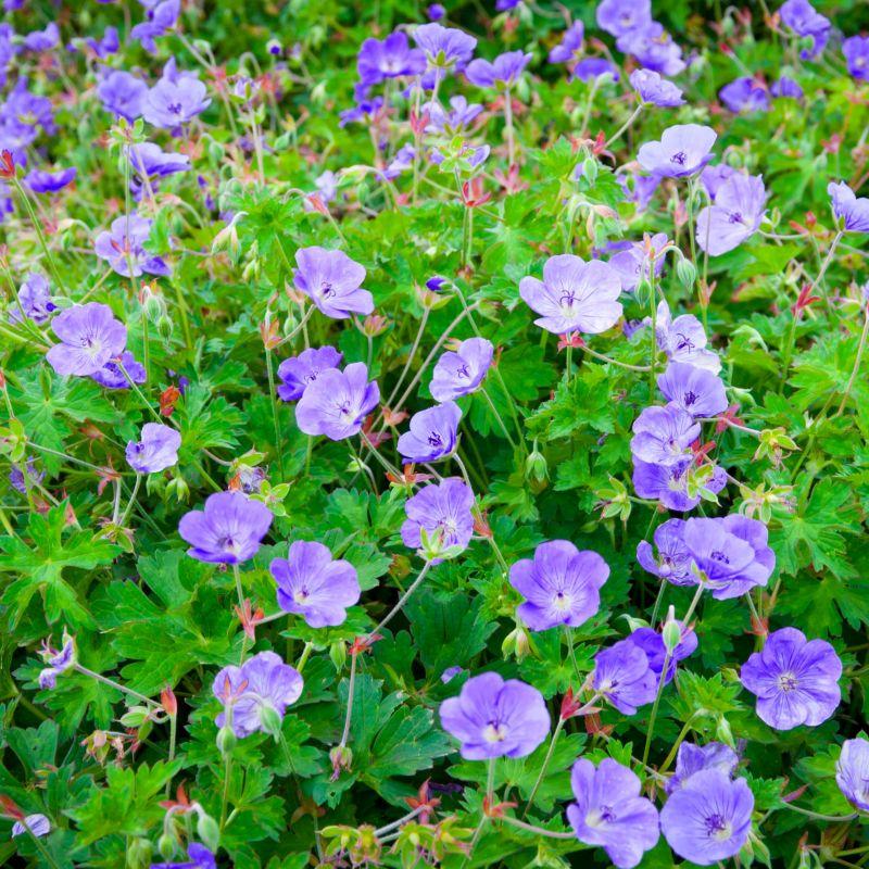Geranium X 'rozanne' - View 8 from www redcrocus com