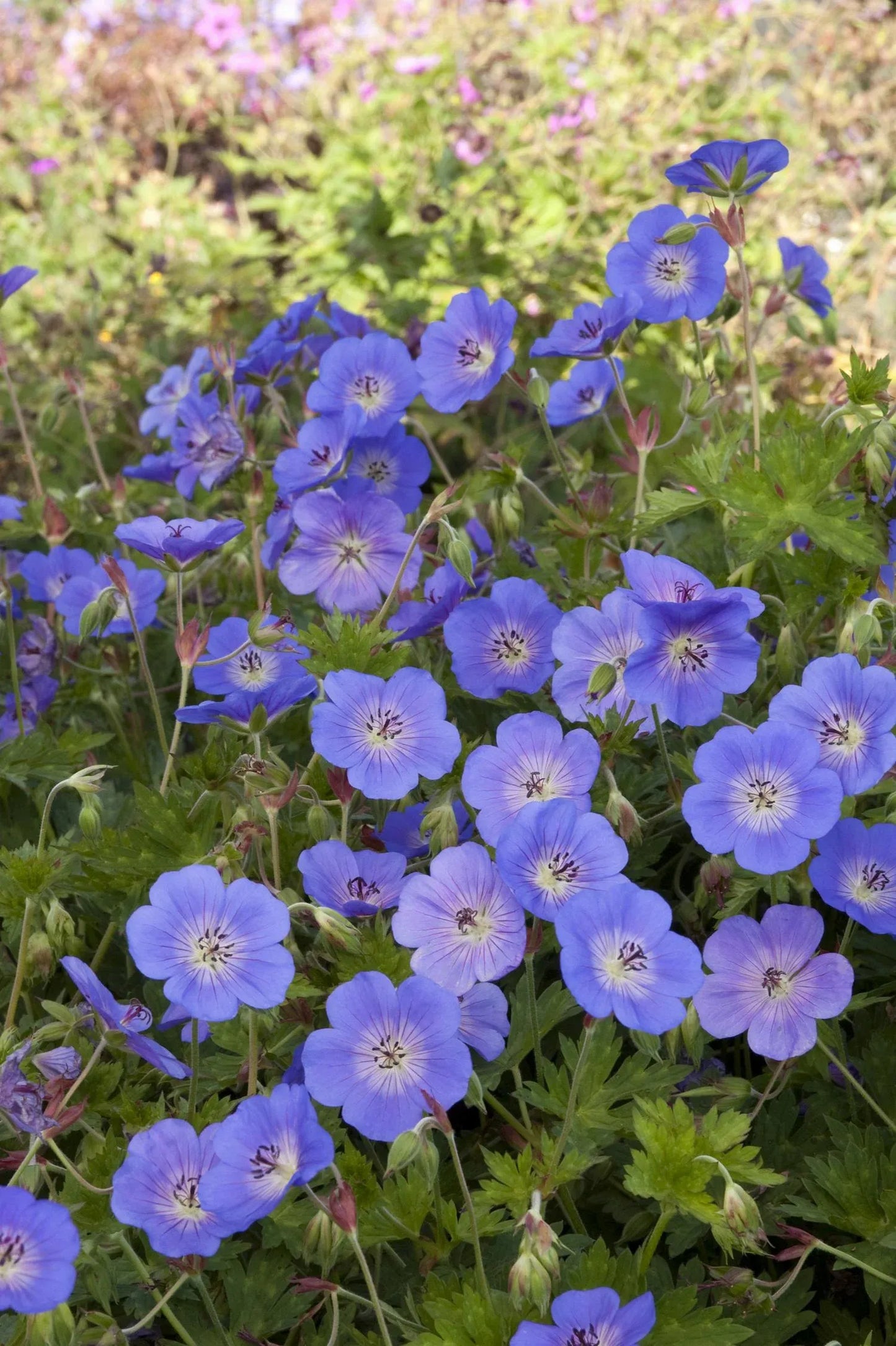 Geranium X 'rozanne' - View 9 from www redcrocus com