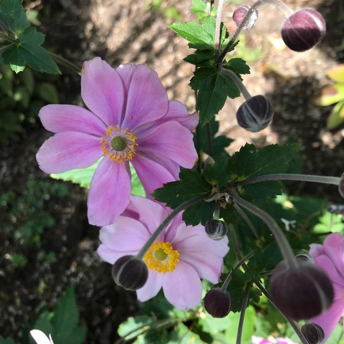 Anemone Tomentosa Robustissima 10 5b1ac38c 3e85 4388 B654 26e42813a6b6 from www redcrocus com