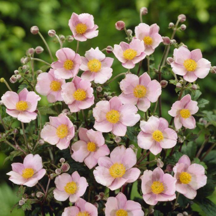 Anemone Tomentosa Robustissima - View 11 from www redcrocus com