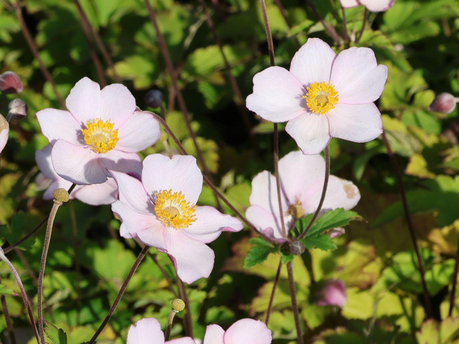 Anemone Tomentosa Robustissima - View 13 from www redcrocus com