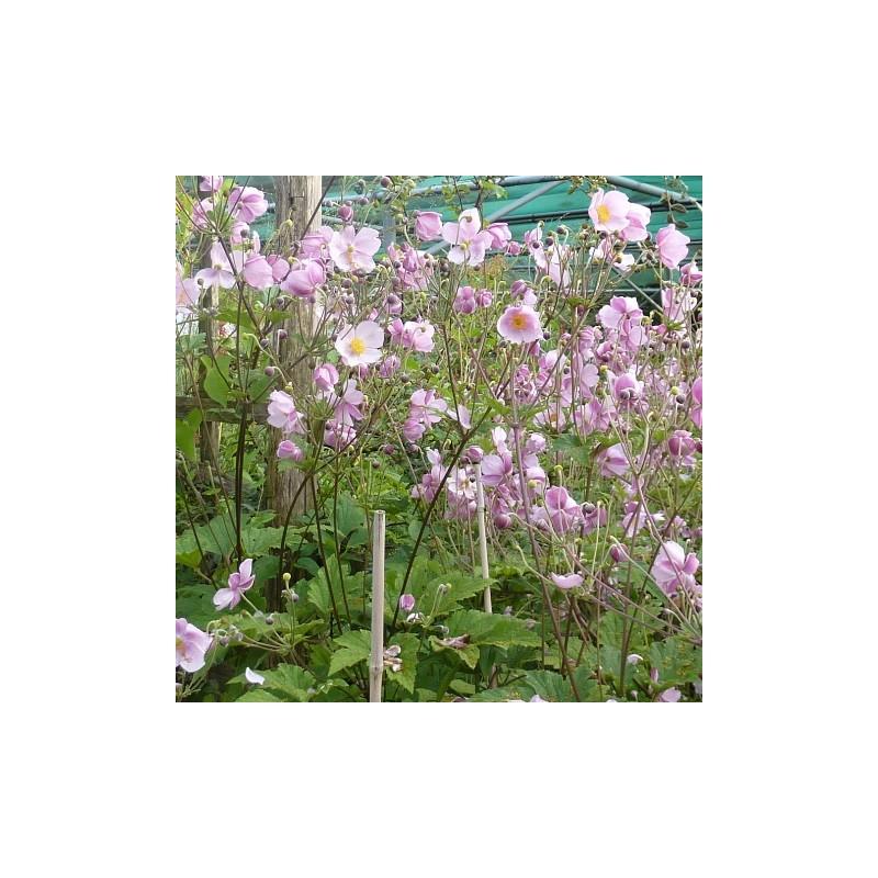 Anemone Tomentosa Robustissima - View 14 from www redcrocus com
