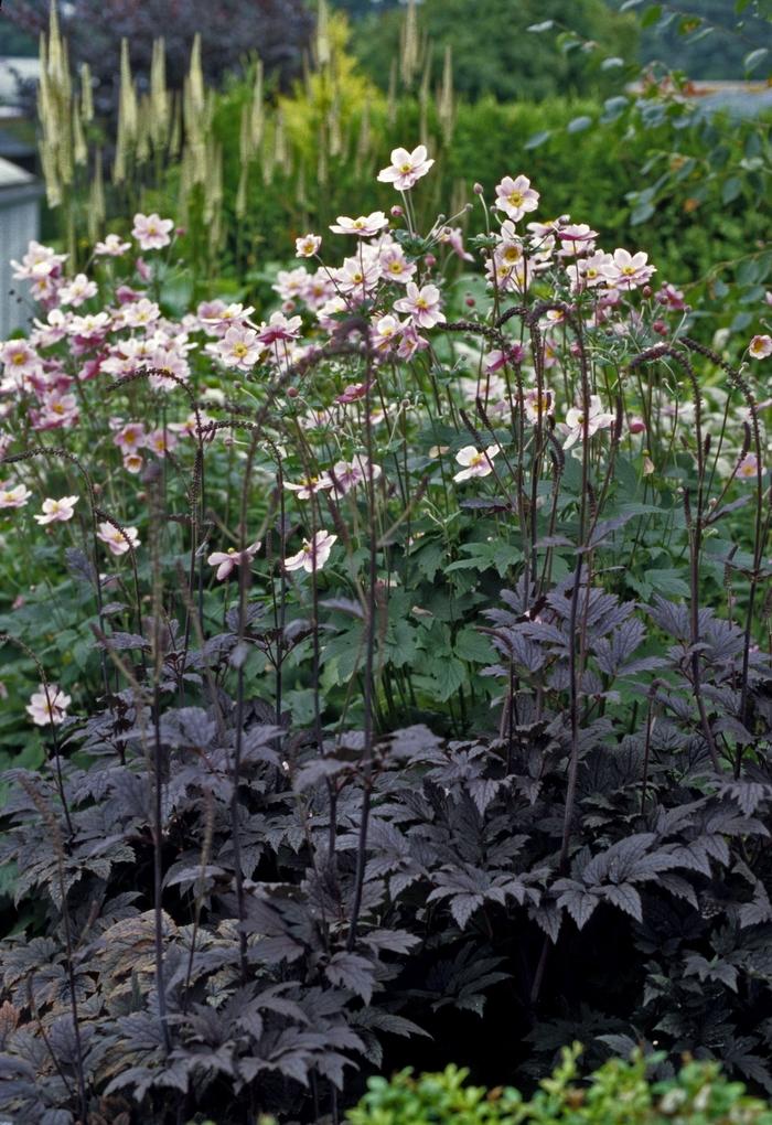 Anemone Tomentosa Robustissima - View 15 from www redcrocus com