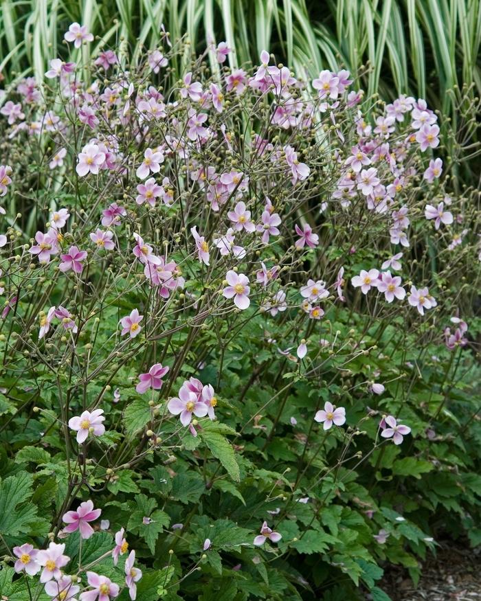 Anemone Tomentosa Robustissima - View 16 from www redcrocus com