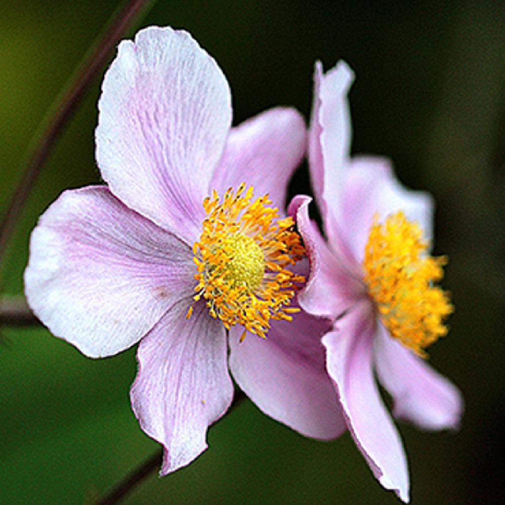 Anemone Tomentosa Robustissima - View 17 from www redcrocus com