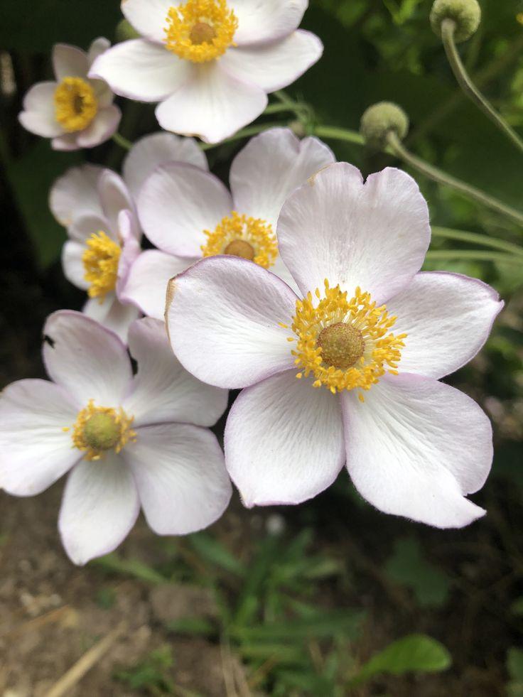 Anemone Tomentosa Robustissima 18 Bbbde3ef Dcd5 40a6 A29f 442fd5f92468 from www redcrocus com