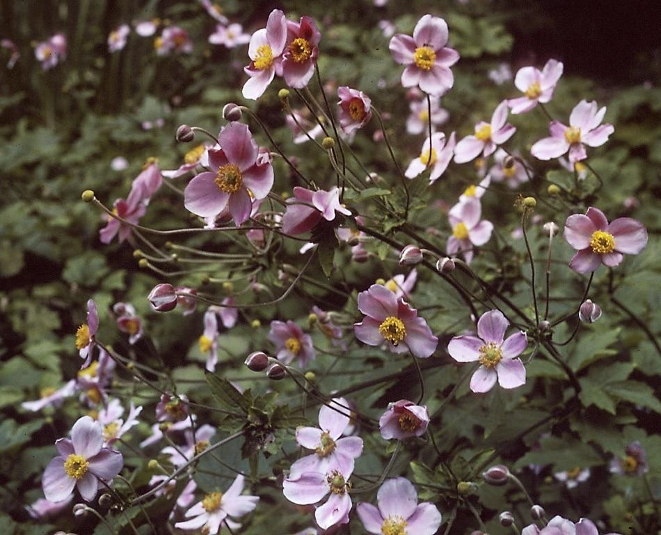 Anemone Tomentosa Robustissima - View 19 from www redcrocus com