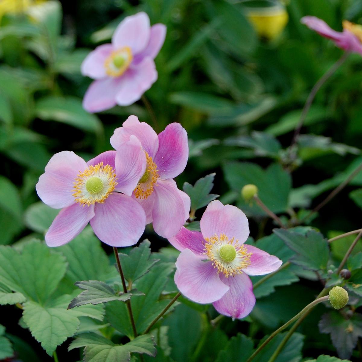 Anemone Tomentosa Robustissima 1 5fd9a702 09fb 4fdb 9e07 F627a00368f2 from www redcrocus com