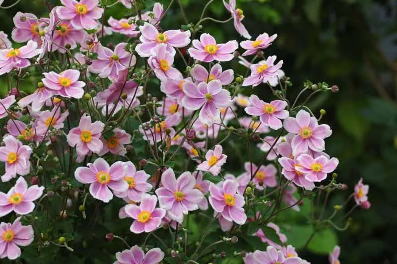 Anemone Tomentosa Robustissima 2 8040a78a Abfb 4f6d 99d7 8724cc5e57e2 from www redcrocus com