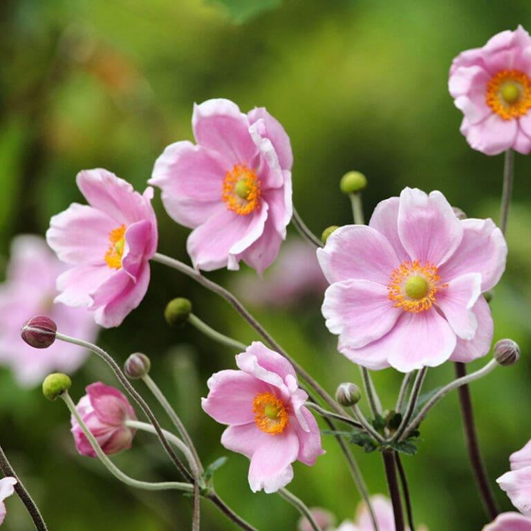 Anemone Tomentosa Robustissima - View 4 from www redcrocus com