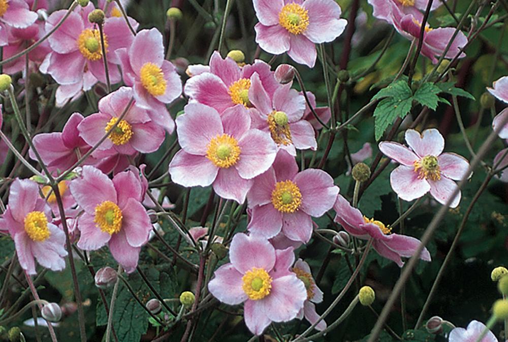 Anemone Tomentosa Robustissima 5 0adb4819 9c58 401a A34e E292f6721afc from www redcrocus com