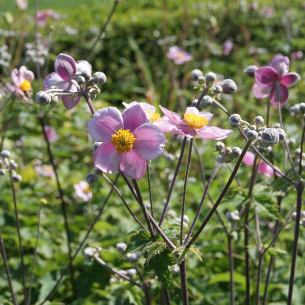 Anemone Tomentosa Robustissima - View 7 from www redcrocus com