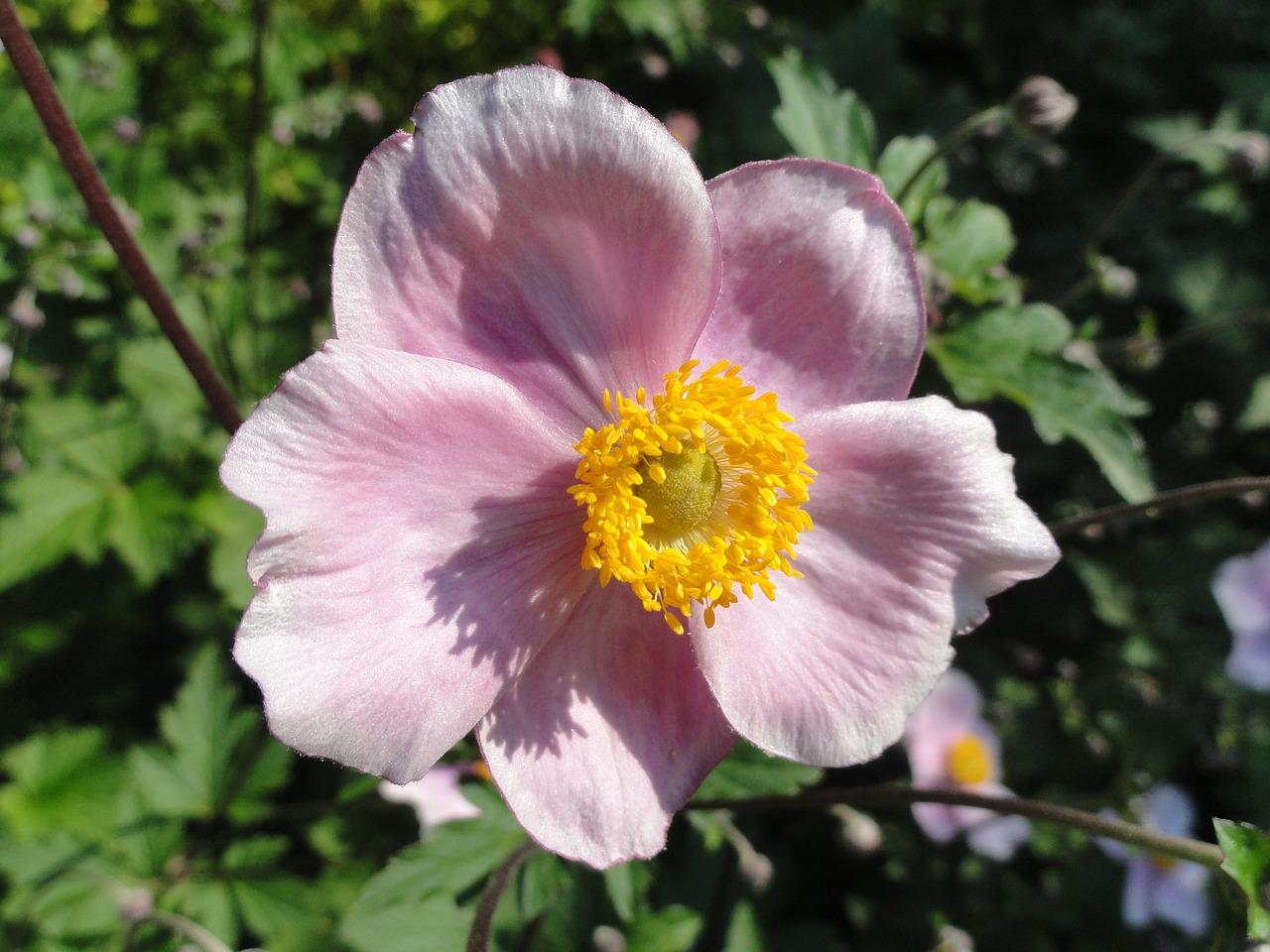 Anemone Tomentosa Robustissima 8 0cd4f73d B8e9 4f9f 86d1 1d9249da7d1a from www redcrocus com