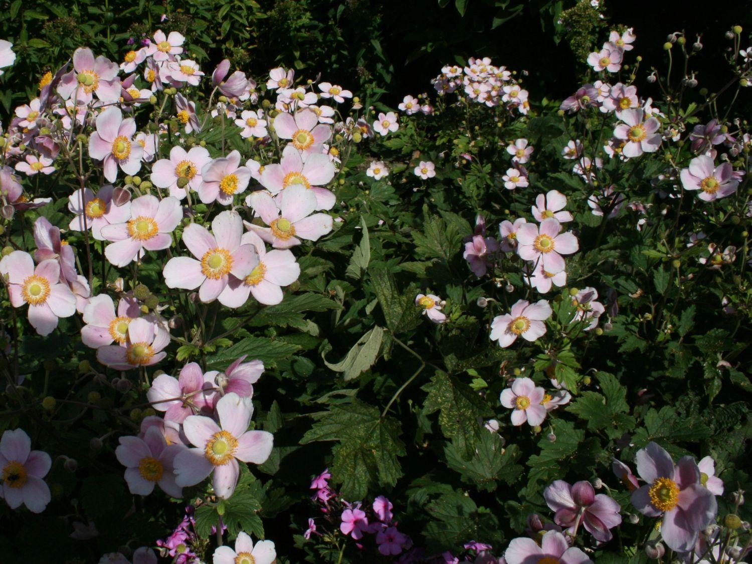 Anemone Tomentosa Robustissima - View 9 from www redcrocus com