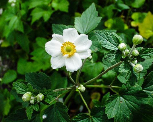 Anemone X Hybrida Honorine Jobert 1 2091abfc 6e4f 4e2e 8304 B644c4cf2736 from www redcrocus com