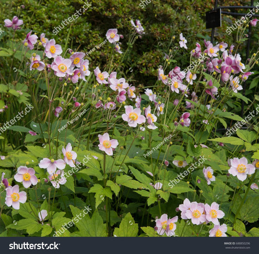 Anemone X Hybrida September Charm - View 10 from www redcrocus com
