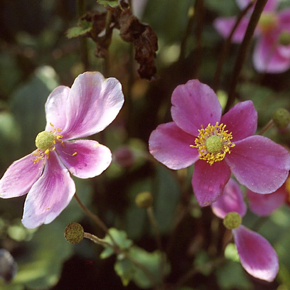 Anemone X Hybrida September Charm 11 E3423a06 C5b7 4ccb B063 5e644b603269 from www redcrocus com