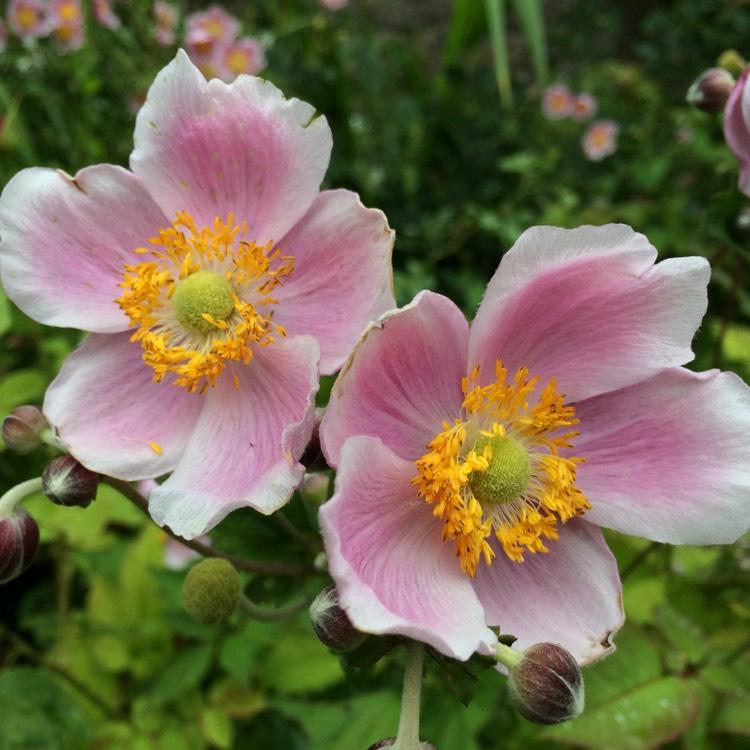 Anemone X Hybrida September Charm 12 12fddb29 Db03 43b5 Aa12 Cde1e1e512a1 from www redcrocus com