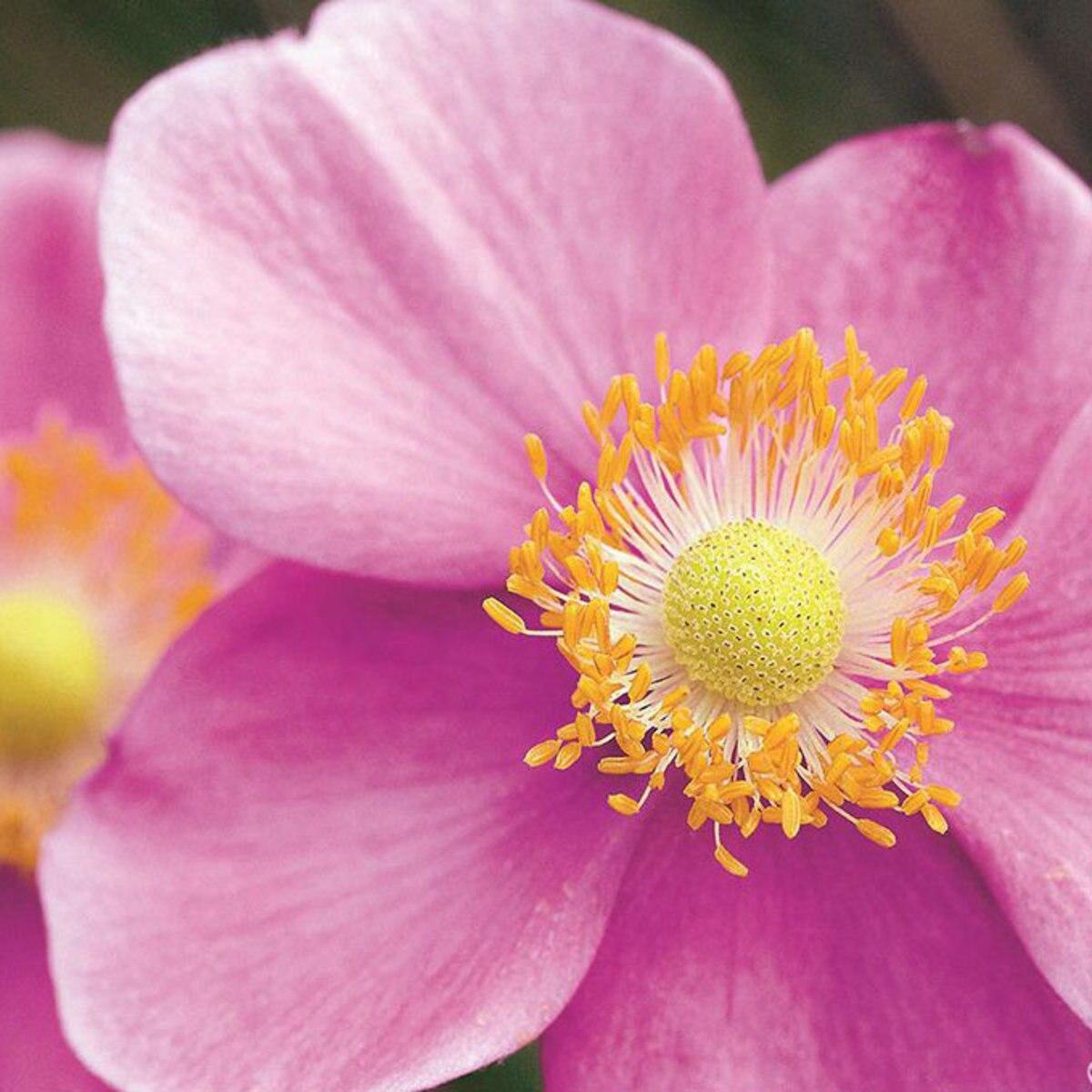 Anemone X Hybrida September Charm 13 Ff86975e F577 4b4e Ac98 C3b3295c0833 from www redcrocus com