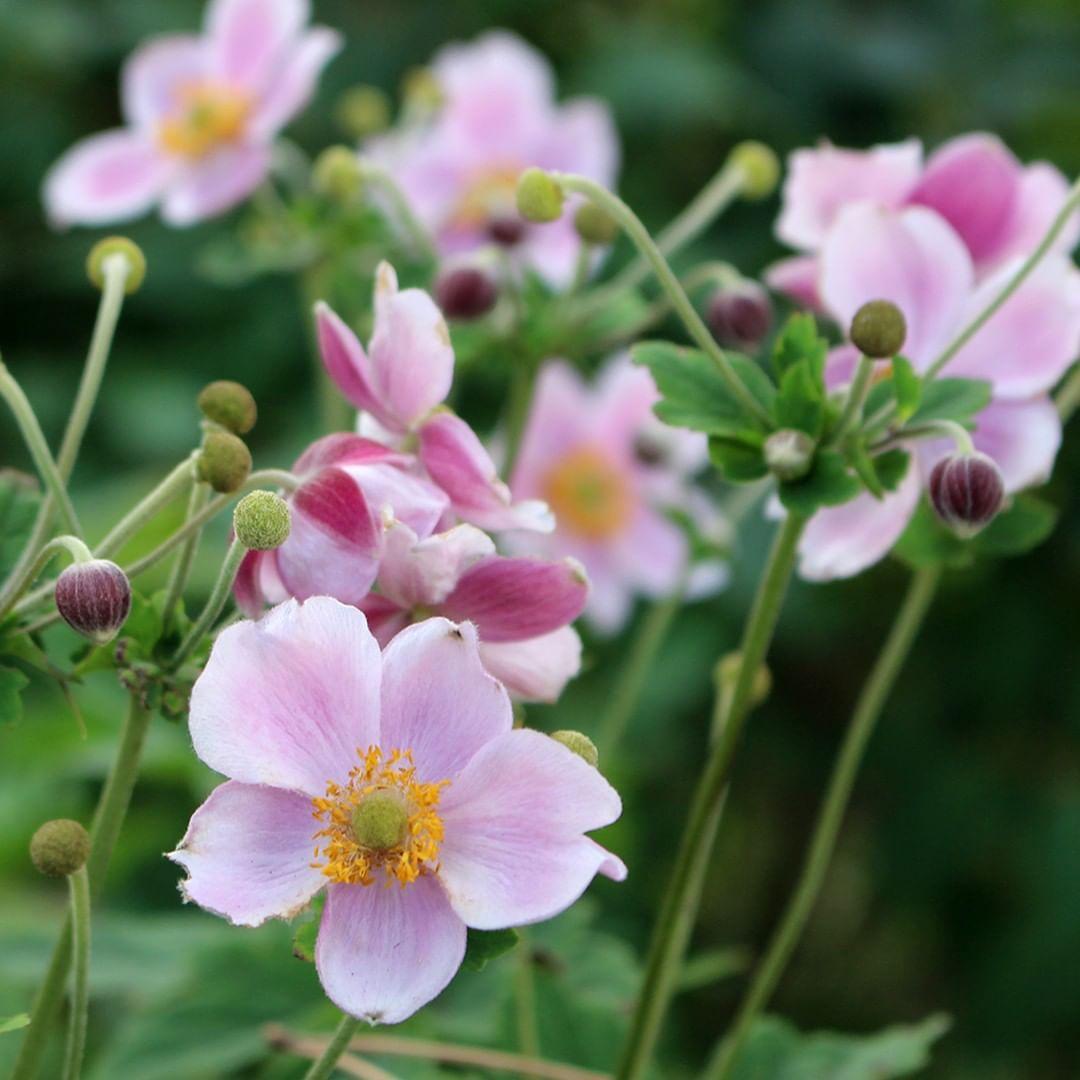 Anemone X Hybrida September Charm 14 E7ed53c6 F1f0 4556 Beef Aacf9b72a833 from www redcrocus com
