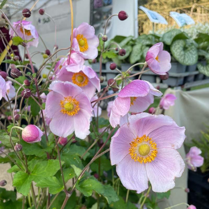 Anemone X Hybrida September Charm - View 15 from www redcrocus com