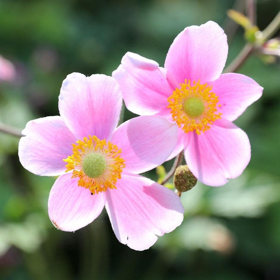 Anemone X Hybrida September Charm - View 18 from www redcrocus com